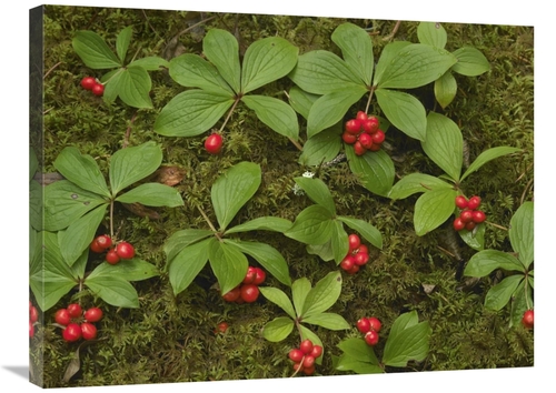 Global Gallery GCS-452180-2432-142 24 x 32 in. Bunchberry Growing Amid