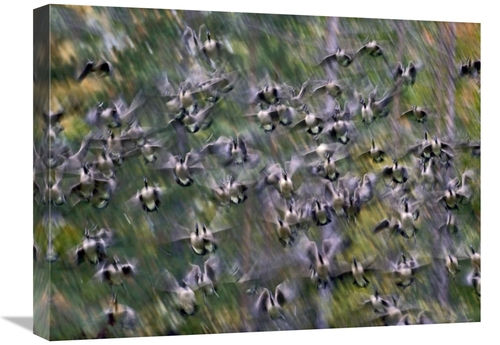 Global Gallery GCS-396131-1824-142 18 x 24 in. Canada Goose Flock Flyi