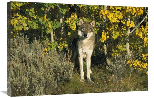 Global Gallery GCS-453314-2436-142 24 x 36 in. Timber Wolf Portrait Am