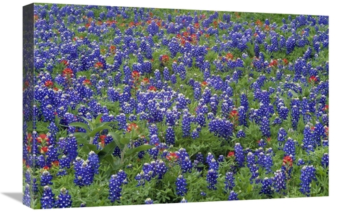 Global Gallery GCS-396877-1624-142 16 x 24 in. Hill Country Wildflower