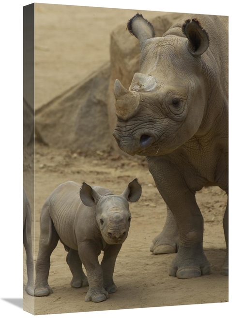 Global Gallery GCS-450879-1624-142 16 x 24 in. Black Rhinoceros Mother