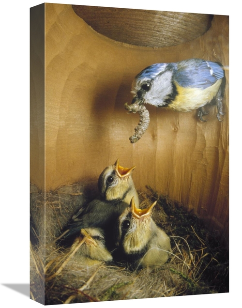 Global Gallery GCS-452387-1218-142 12 x 18 in. Blue Tit Parent Deliver