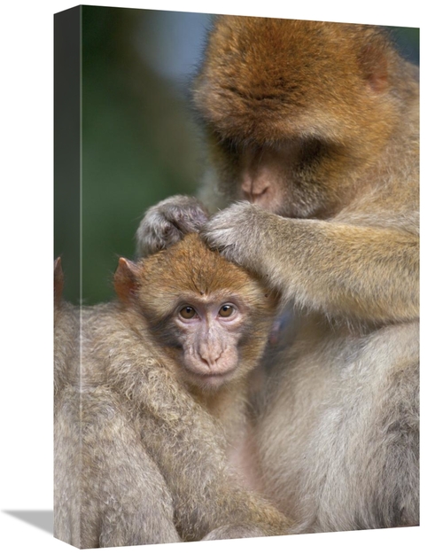 Global Gallery GCS-397876-1218-142 12 x 18 in. Barbary Macaque Mother 