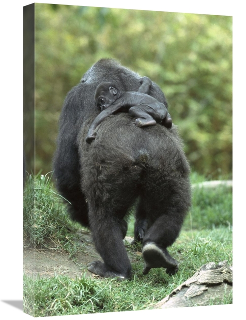 Global Gallery GCS-398165-1624-142 16 x 24 in. Western Lowland Gorilla