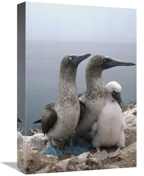 Global Gallery GCS-451268-1218-142 12 x 18 in. Blue-Footed Booby Pair 