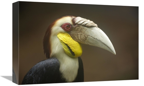 Global Gallery GCS-395998-1218-142 12 x 18 in. Wreathed Hornbill Male&