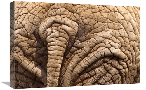 Global Gallery GCS-452984-1624-142 16 x 24 in. African Elephant Tail &