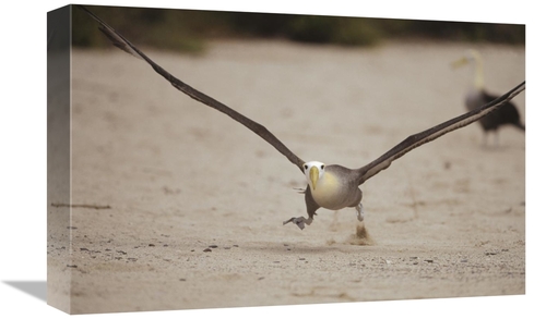 Global Gallery GCS-451370-1218-142 12 x 18 in. Waved Albatross Using B