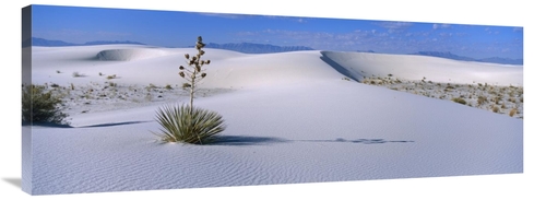 Global Gallery GCS-452624-44-142 44 in. Soaptree Yucca in Gypsum Dunes