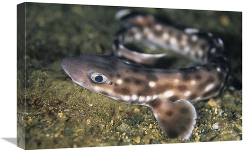 Global Gallery GCS-397675-1624-142 16 x 24 in. Coral Catshark, Lem