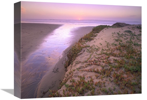 Global Gallery GCS-395941-1216-142 12 x 16 in. Hottentot Fig Growing i