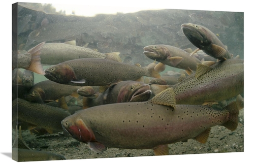 Global Gallery GCS-451873-2436-142 24 x 36 in. Cutthroat Trout Group i