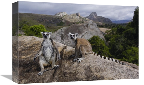 Global Gallery GCS-453239-1218-142 12 x 18 in. Ring-Tailed Lemur Pair&