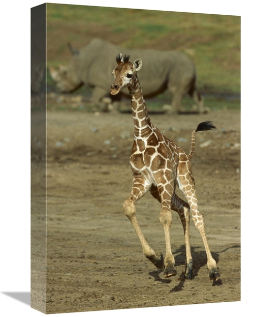 Global Gallery GCS-398159-1218-142 12 x 18 in. Giraffe Juvenile Runnin