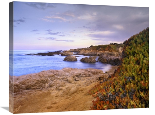 Global Gallery GCS-396561-2228-142 22 x 28 in. Ice Plant Growing on Cl