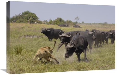 Global Gallery GCS-453271-2030-142 20 x 30 in. African Lion Evading Re