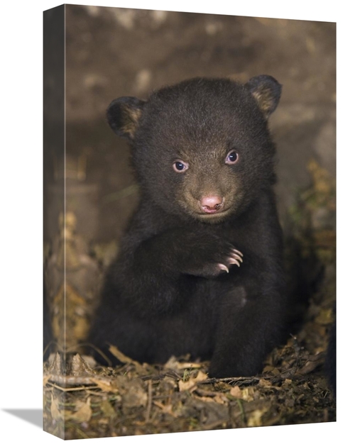 Global Gallery GCS-395802-1218-142 12 x 18 in. Black Bear 7 Week Old C