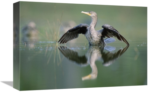 Global Gallery GCS-396563-1218-142 12 x 18 in. Double-Crested Cormoran