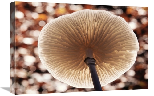 Global Gallery GCS-398297-1624-142 16 x 24 in. Porcelain Mushroom or P