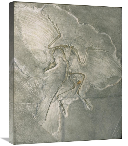 Global Gallery GCS-452699-2228-142 22 x 28 in. Archaeopteryx Bird Foss