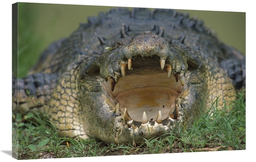 Global Gallery GCS-395901-2436-142 24 x 36 in. Saltwater Crocodile or 