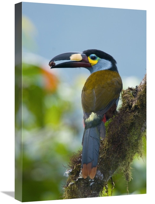 Global Gallery GCS-397363-1624-142 16 x 24 in. Plate-Billed Mountain-T