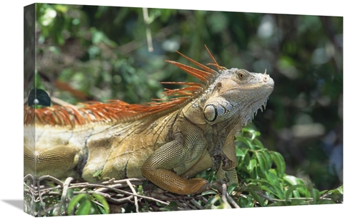 Global Gallery GCS-452359-1624-142 16 x 24 in. Green Iguana Male Portr