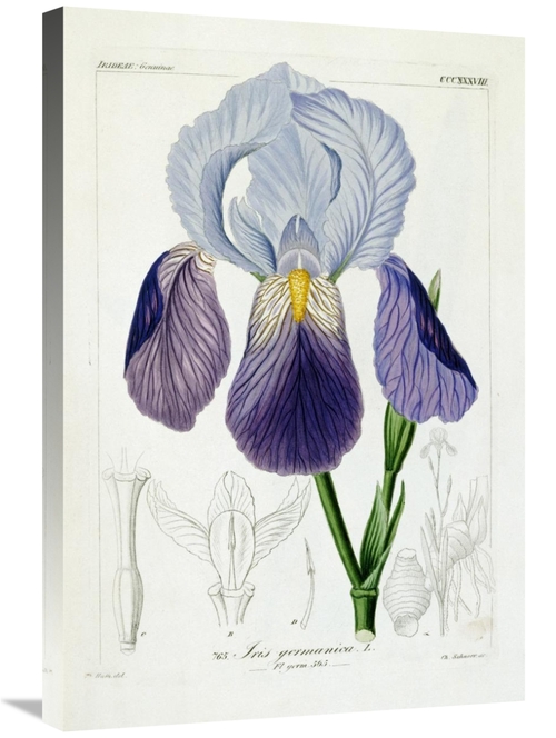 Global Gallery GCS-267097-30-142 30 in. Bearded Iris Art Print - H.G.L