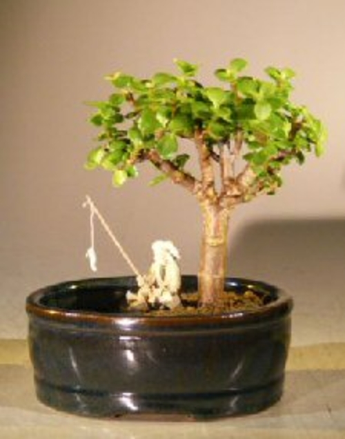 Baby Jade Bonsai Tree Land/Water Pot - Small(Portulacaria Afra)