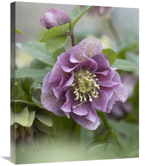 Global Gallery GCS-398403-2228-142 22 x 28 in. Hellebore Double Spotte