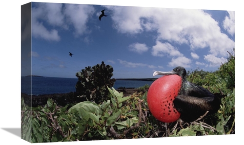 Global Gallery GCS-451524-1218-142 12 x 18 in. Great Frigatebird Male 