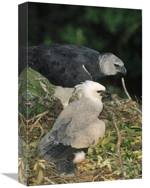 Global Gallery GCS-451208-1218-142 12 x 18 in. Harpy Eagle Female & Ch