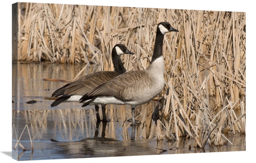 Global Gallery GCS-397414-2436-142 24 x 36 in. Canada Goose Pair in Fr