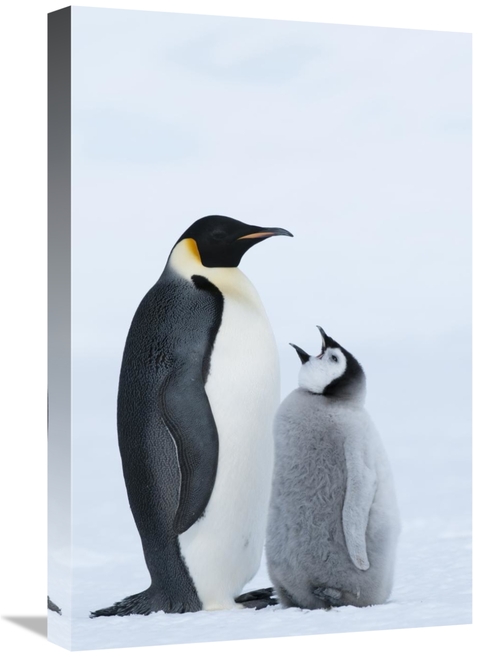 Global Gallery GCS-395637-1624-142 16 x 24 in. Emperor Penguin with Ch