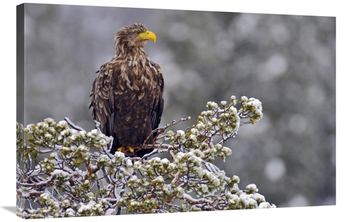 Global Gallery GCS-398055-2436-142 24 x 36 in. White-Tailed Eagle,