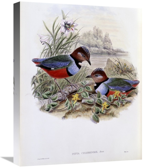 Global Gallery GCS-277749-22-142 22 in. Celebean Pitta Art Print - Joh