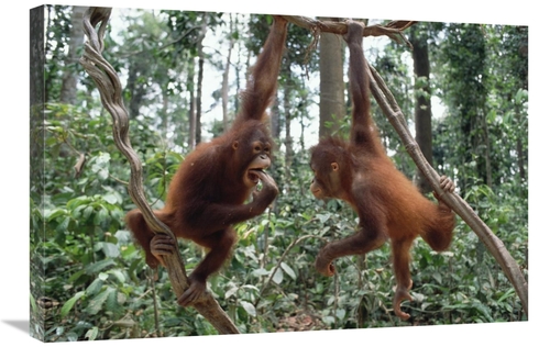 Global Gallery GCS-395746-2030-142 20 x 30 in. Orangutan Pair Playing 
