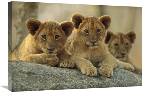 Global Gallery GCS-396866-2030-142 20 x 30 in. African Lion Three Cubs