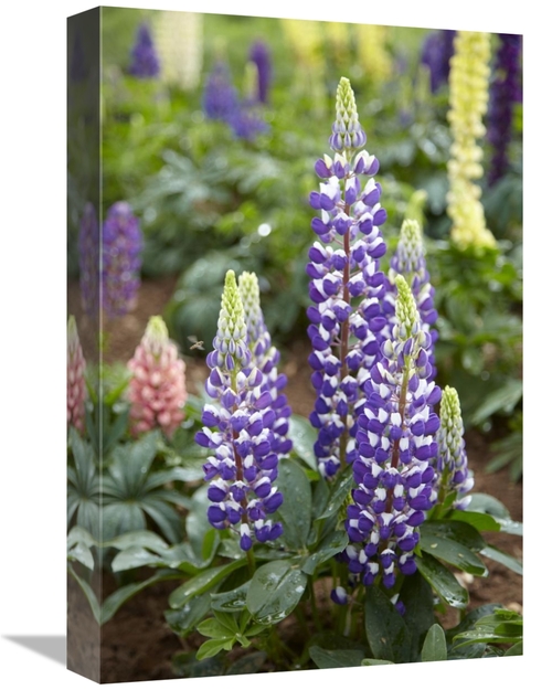 Global Gallery GCS-398324-1218-142 12 x 18 in. Lupine Flowers Art Prin