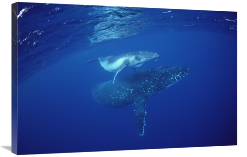 Global Gallery GCS-450952-2436-142 24 x 36 in. Humpback Whale Mother &