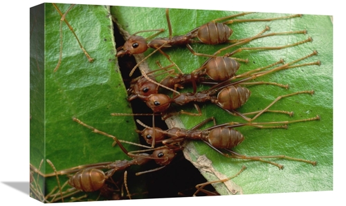 Global Gallery GCS-451008-1218-142 12 x 18 in. Weaver Ants Group Hold 