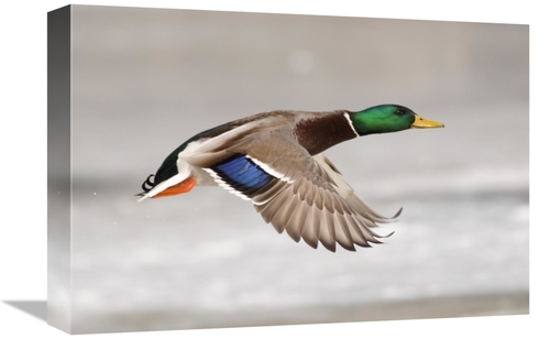Global Gallery GCS-397334-1218-142 12 x 18 in. Mallard Male Flying,