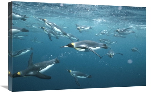 Global Gallery GCS-451354-2030-142 20 x 30 in. King Penguins Underwate