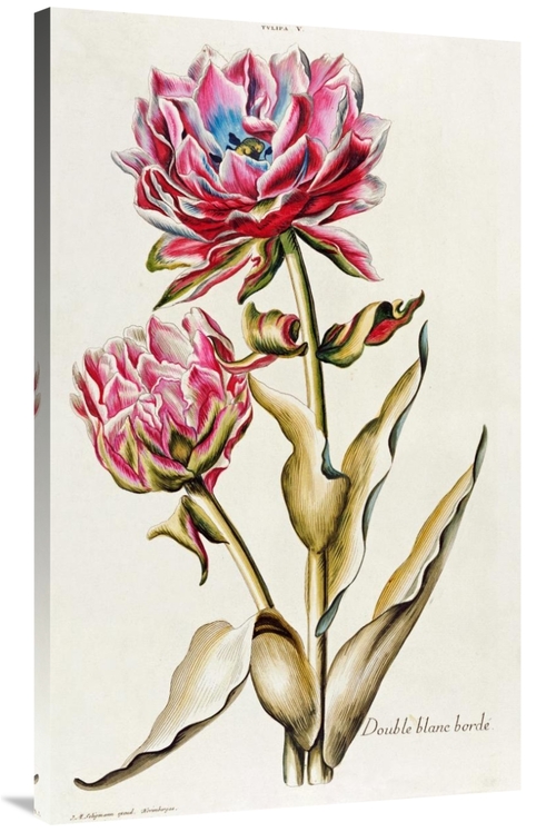 Global Gallery GCS-267421-44-142 44 in. A Double White Edged Tulip Art