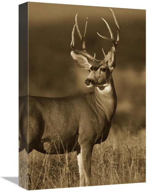 Global Gallery GCS-395918-1218-142 12 x 18 in. Mule Deer Male in Dry G