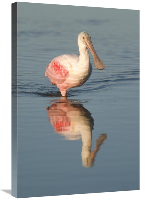 Global Gallery GCS-397354-2030-142 20 x 30 in. Roseate Spoonbill Wadin