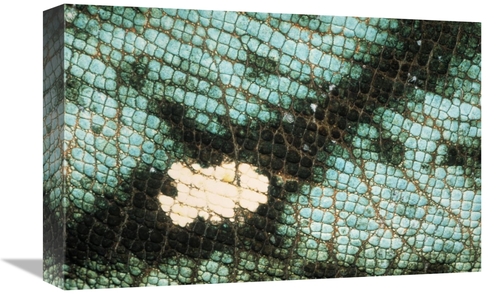 Global Gallery GCS-395331-1218-142 12 x 18 in. Parsons Chameleon Close