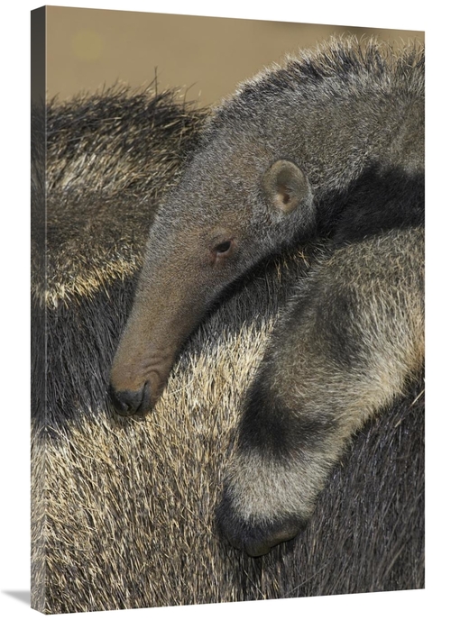 Global Gallery GCS-450874-2436-142 24 x 36 in. Giant Anteater Baby Rid