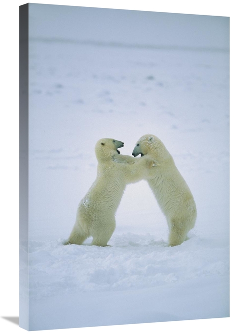 Global Gallery GCS-452504-2030-142 20 x 30 in. Polar Bear Males Fighti