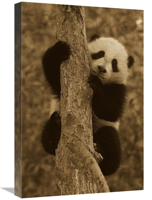 Global Gallery GCS-453666-1624-142 16 x 24 in. Giant Panda Cub in Tree